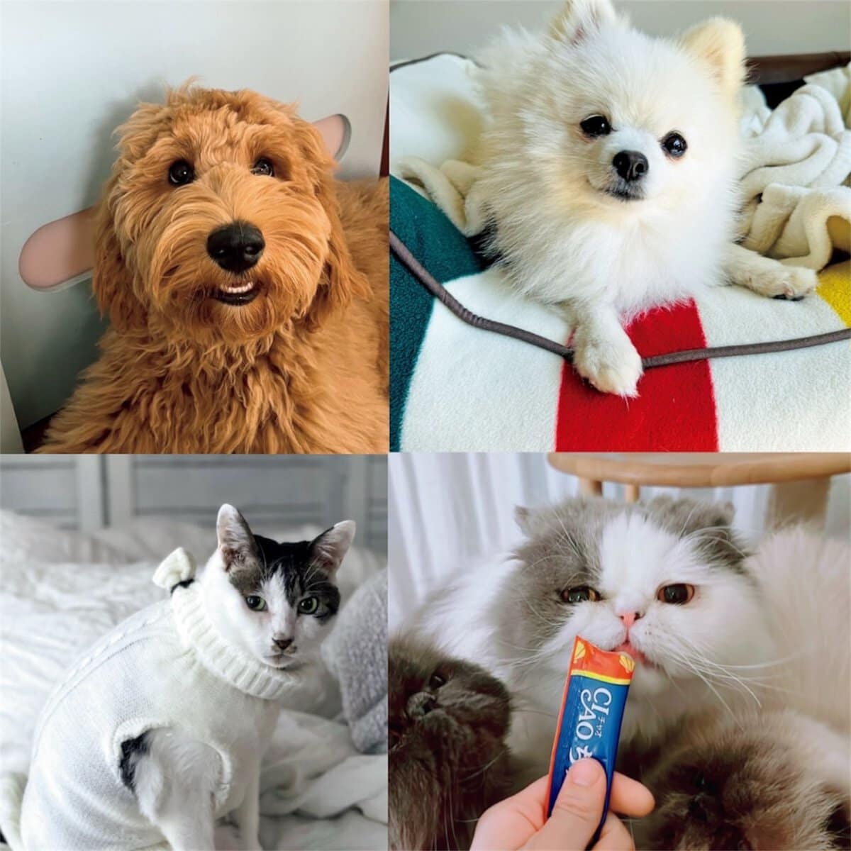 ★イヌネコ Pet好き★ 新年明けましておめでとうございます | 子犬・子猫専門ペットショップ